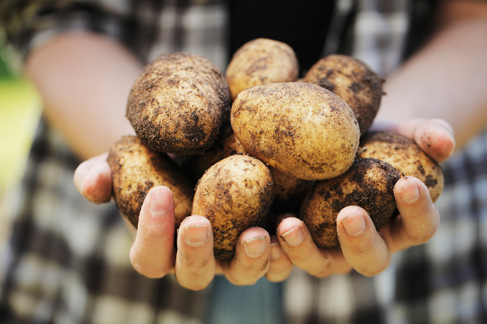 Heilmann Kartoffeln - Leidenschaft AG aus und Zwiebeln